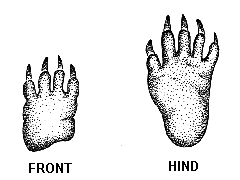 Porcupine Tracks